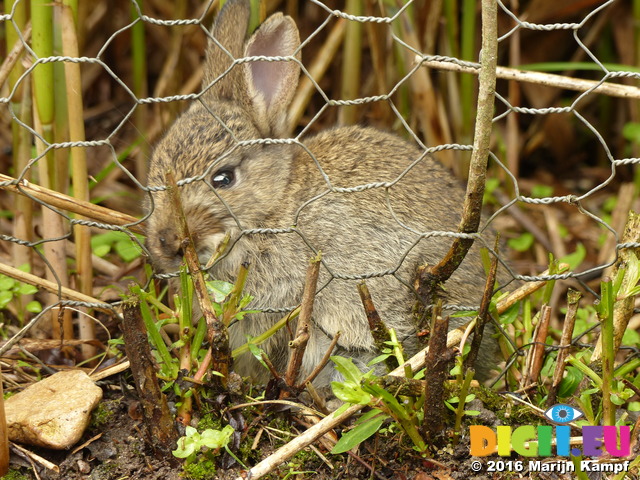 FZ030048 Small bunny rabbit